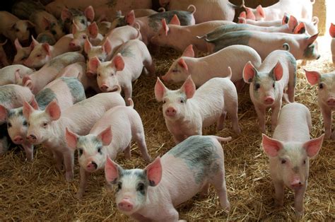 Supreme Court backs California law for more space for pigs; producers predict pricier pork
